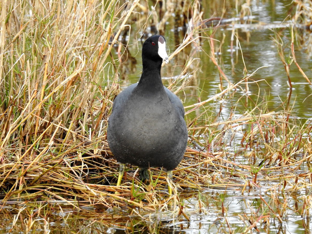 American Coot - S. K.  Jones