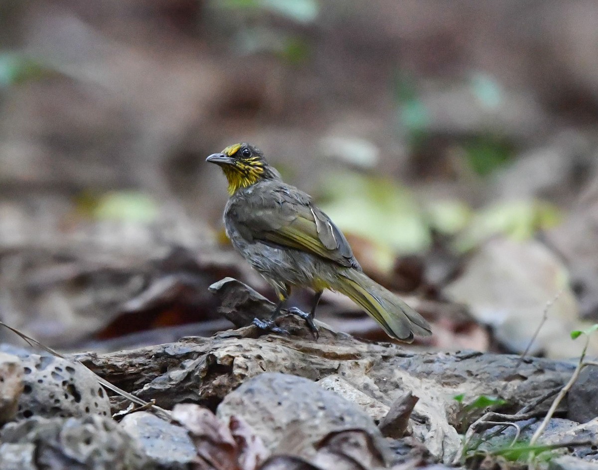 Stripe-throated Bulbul - ML90074131