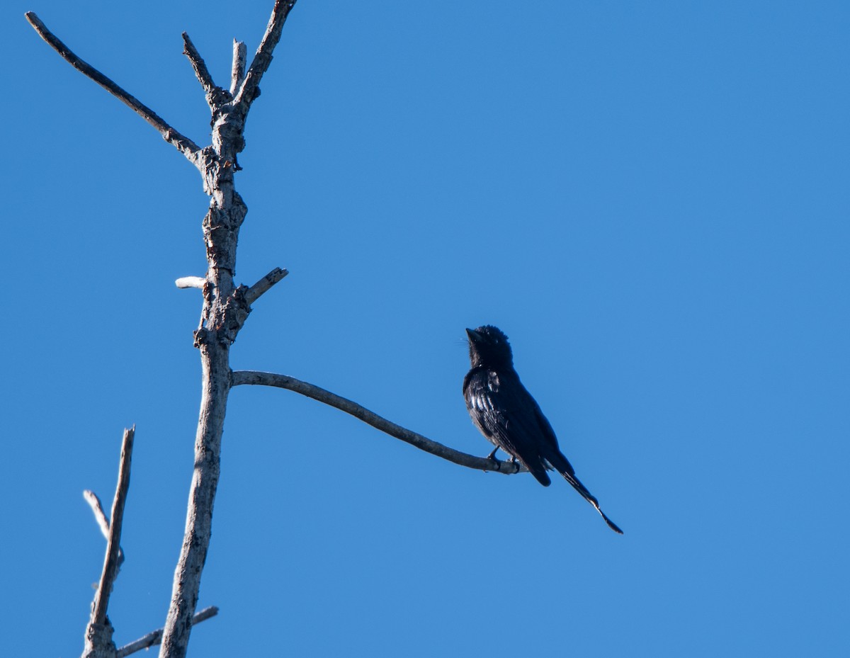 Drongo royal ou D. cendré - ML90074561