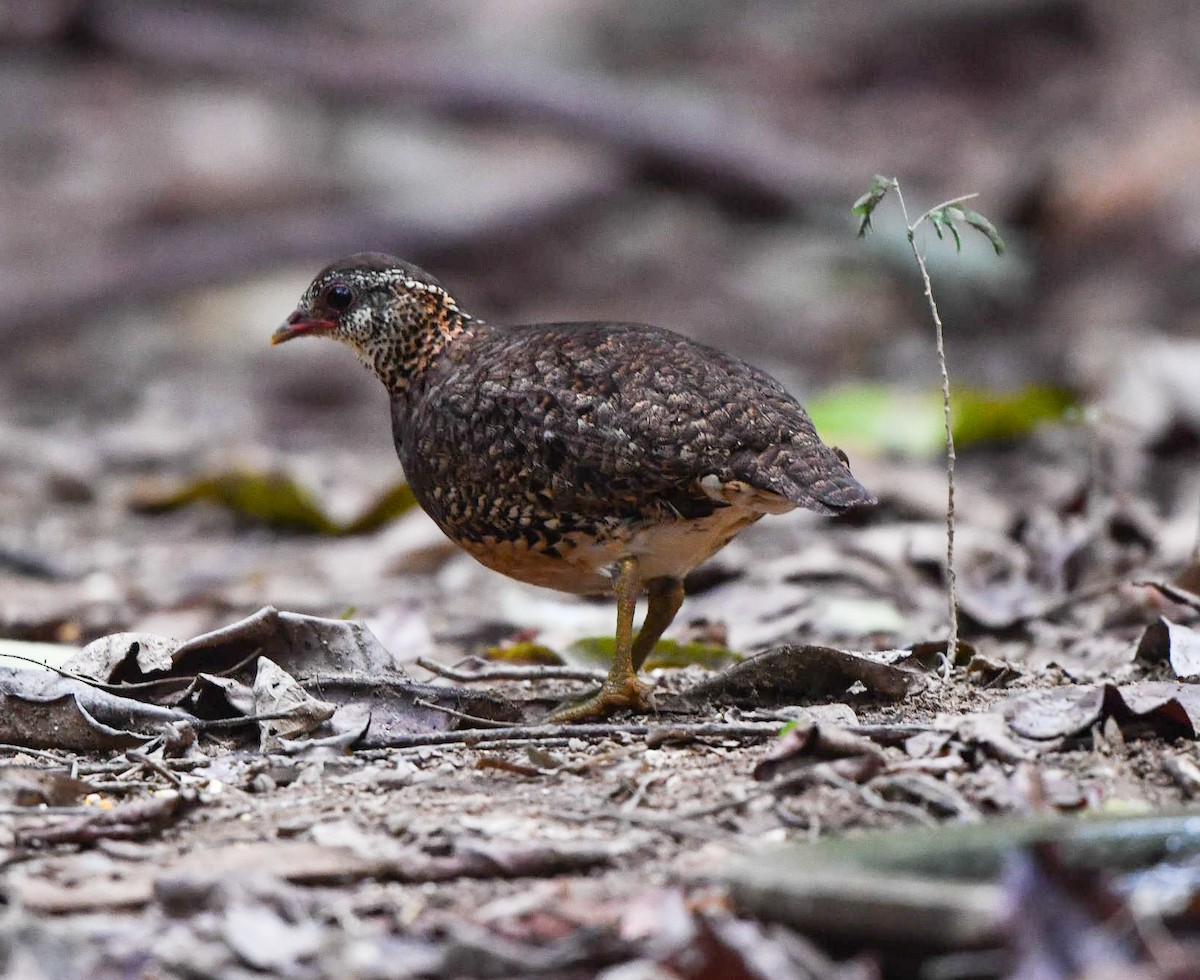 Scaly-breasted Partridge - ML90074741