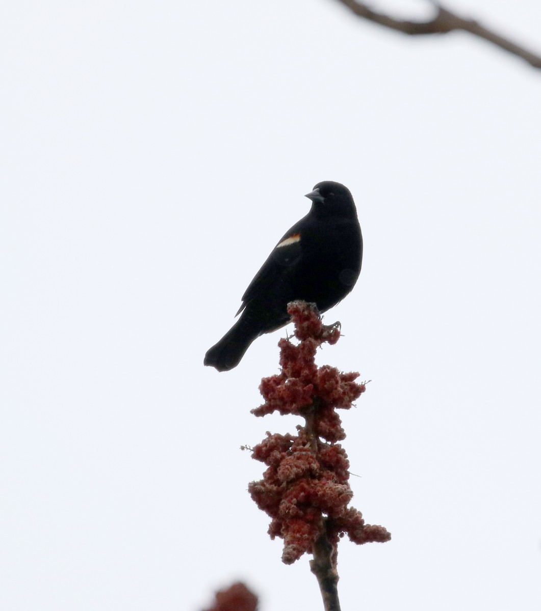 Red-winged Blackbird (Red-winged) - ML90076481