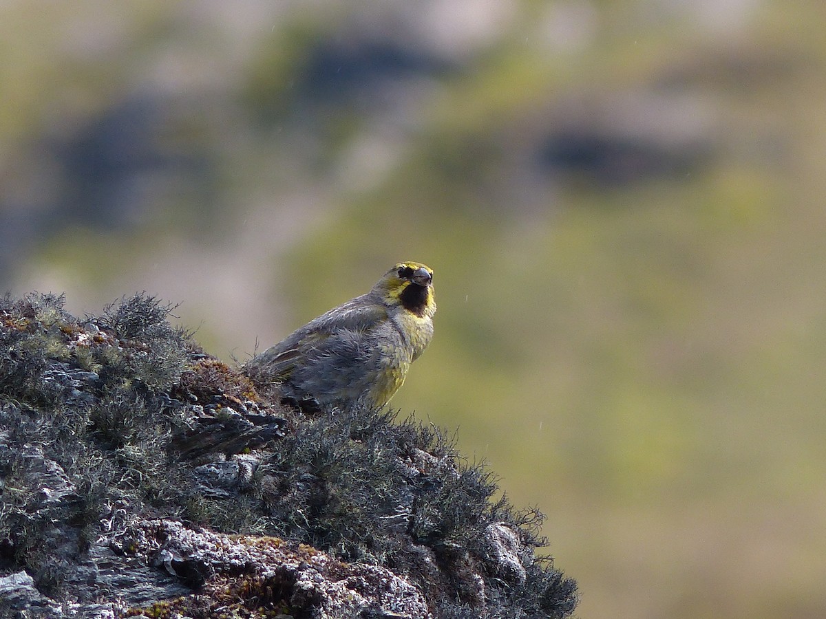 Yellow-bridled Finch - Yann Rochepault