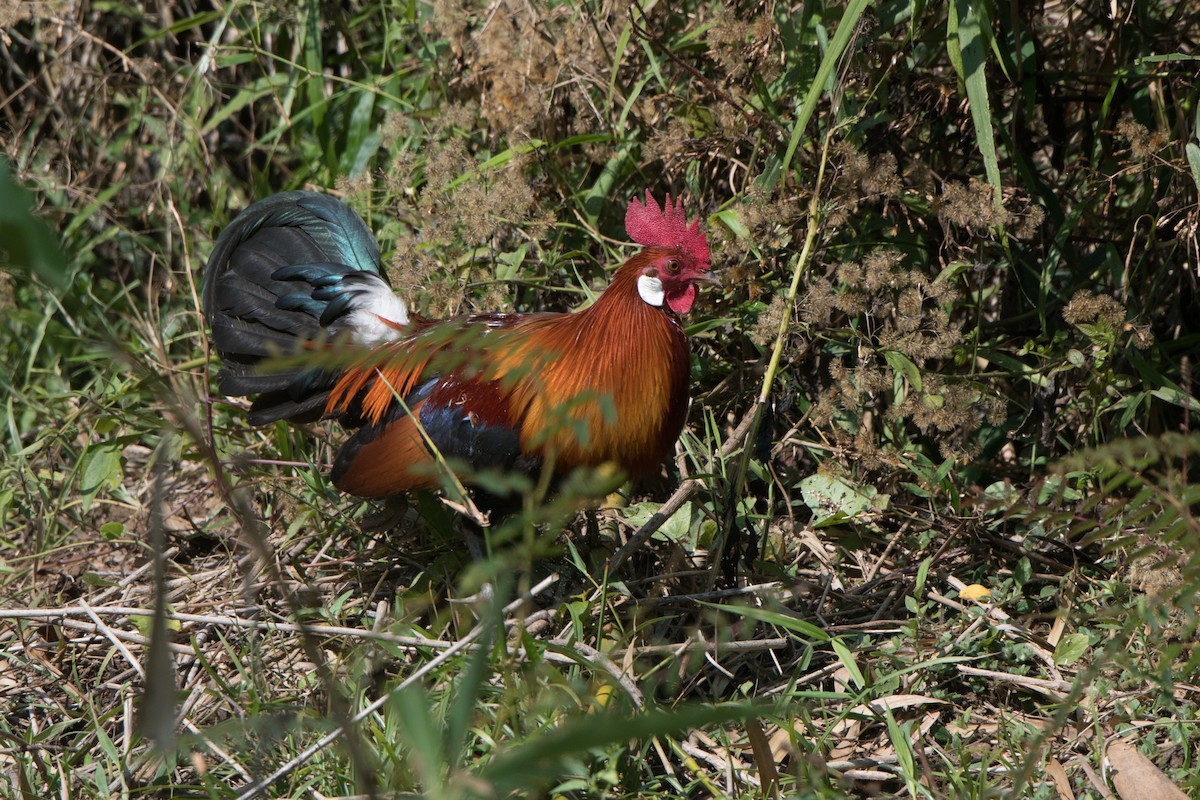 Red Junglefowl - jimmy Yao