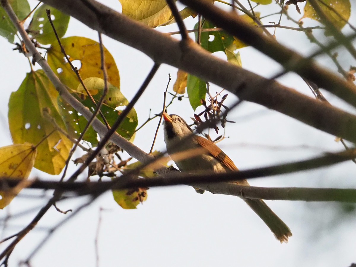 Gray-headed Parrotbill - ML90077271