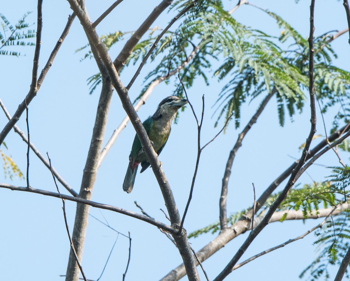 Red-vented Barbet - jimmy Yao