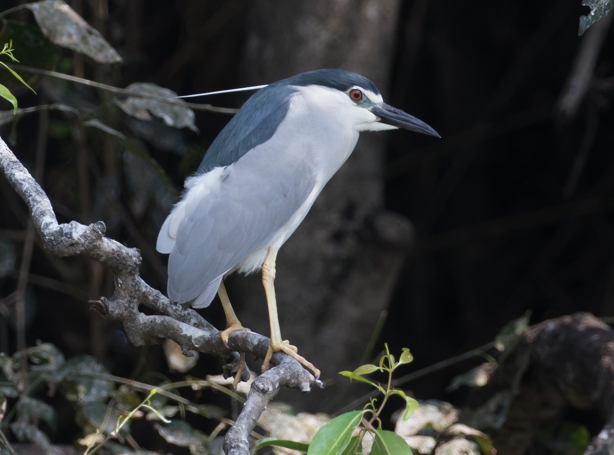 Black-crowned Night Heron - Ian Burgess