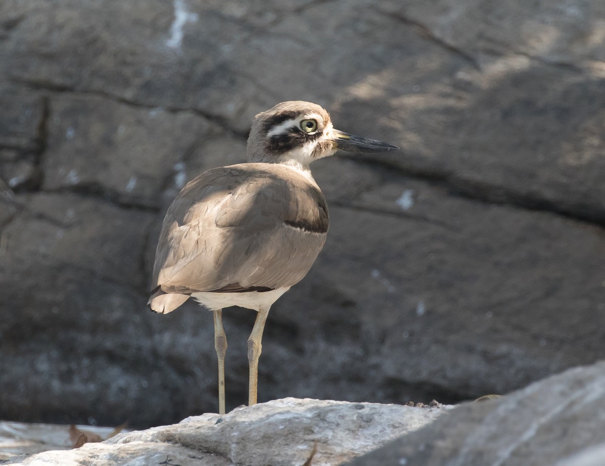 Great Thick-knee - ML90078491