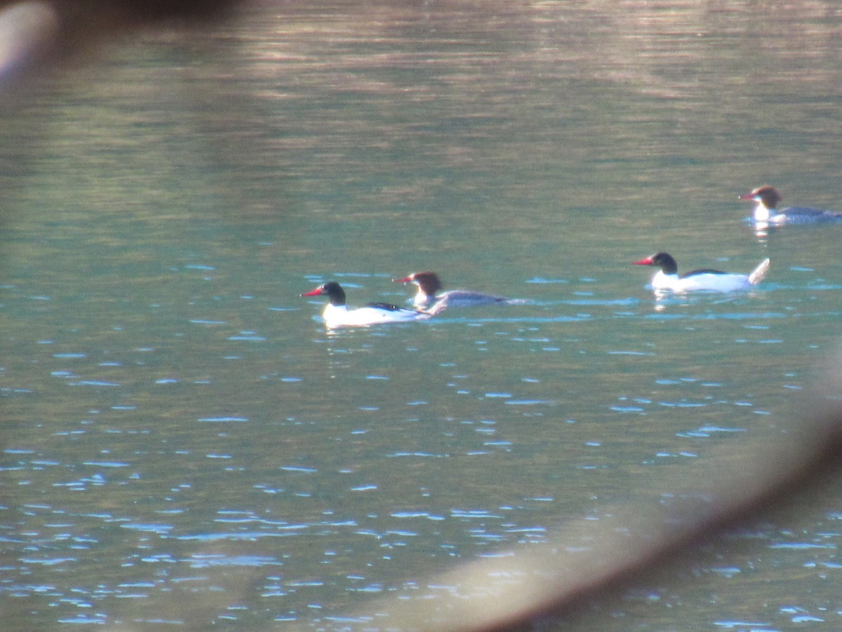 Common Merganser - ML90078571