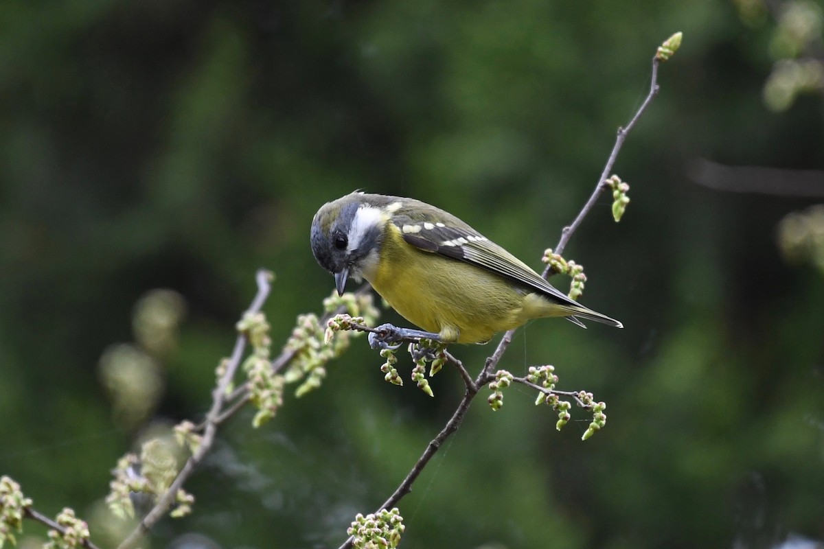 Yellow-bellied Tit - Yasuhiko Komatsu