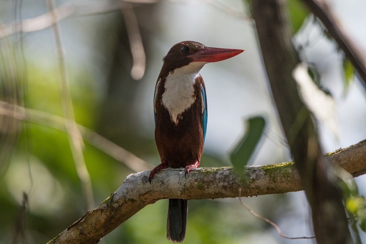 White-throated Kingfisher - jimmy Yao