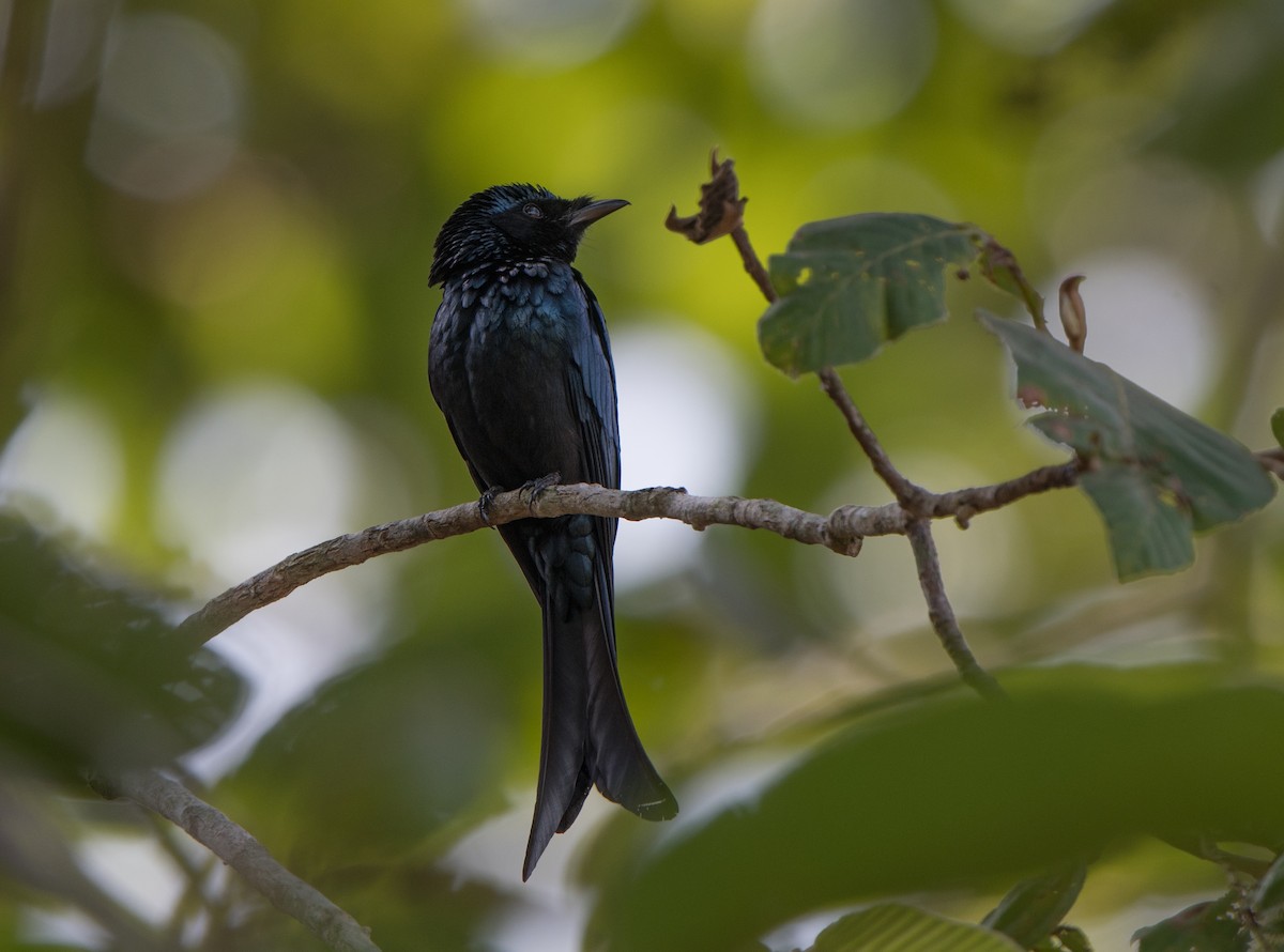 Bronzed Drongo - ML90079491