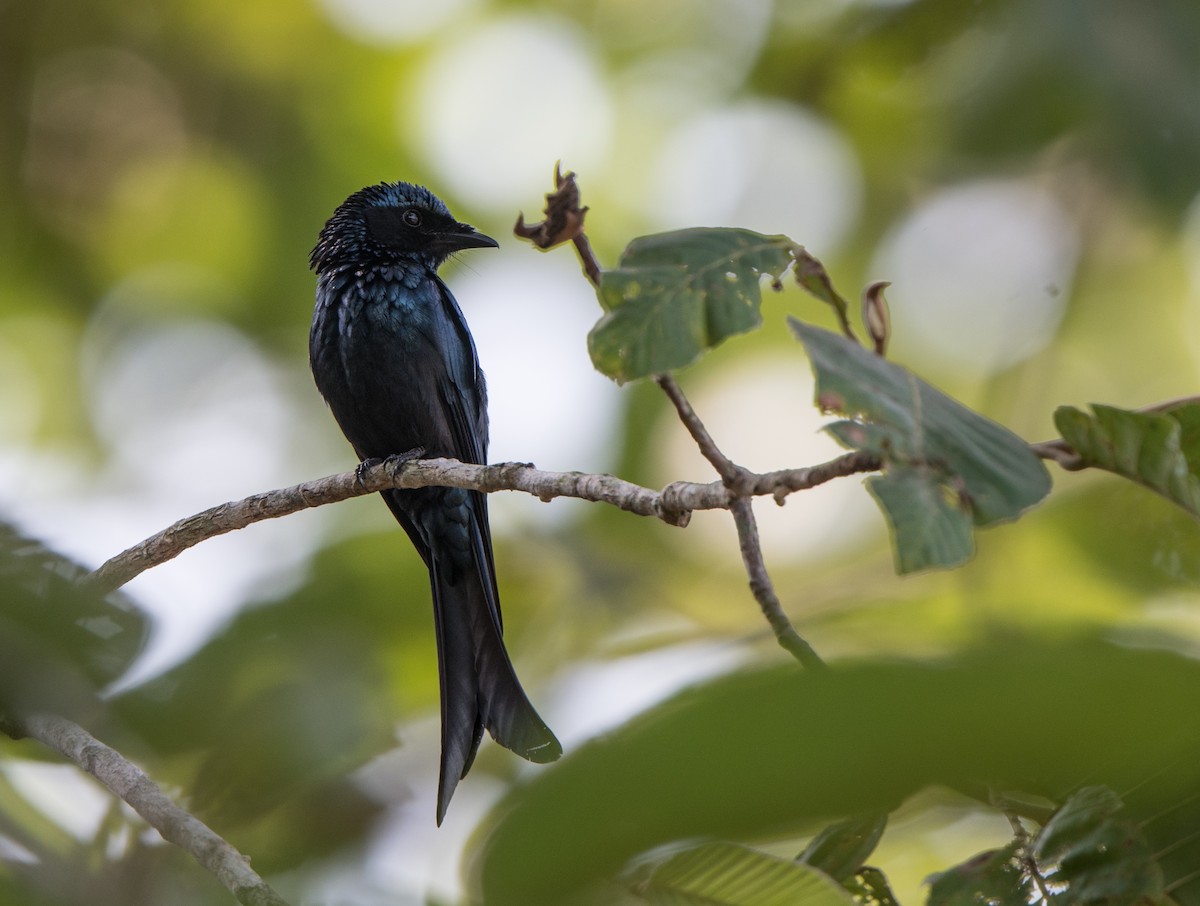 Bronzed Drongo - ML90079511