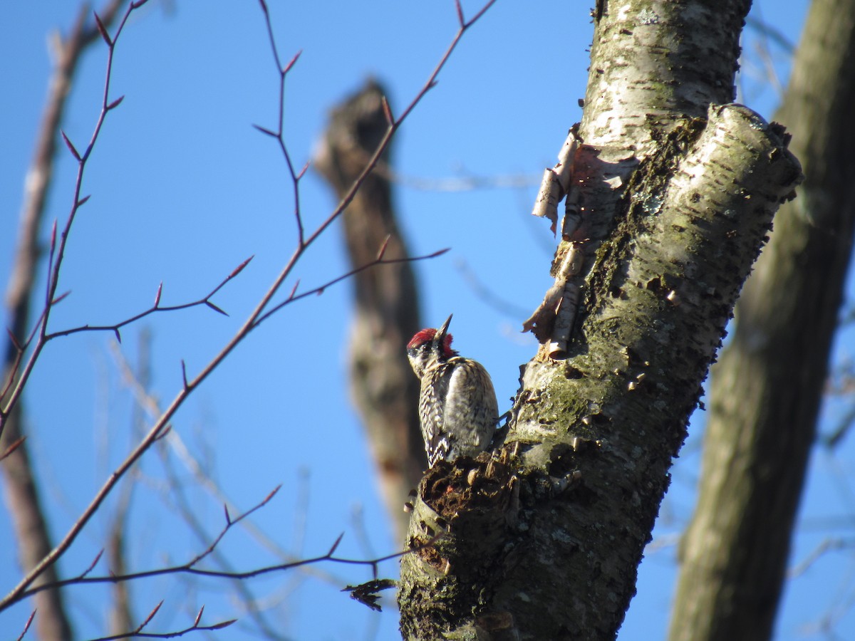 Yellow-bellied Sapsucker - John Coyle