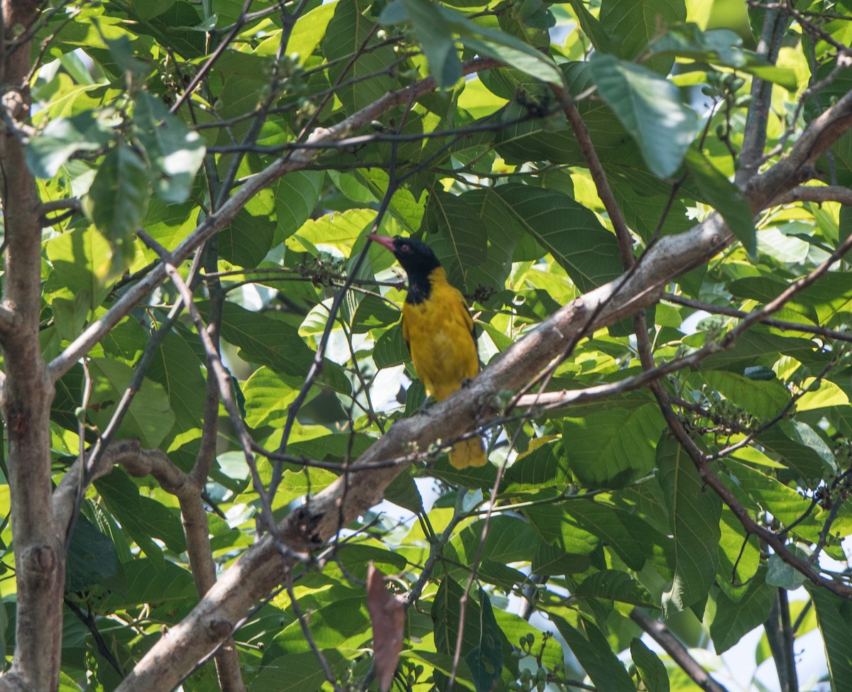 Black-hooded Oriole - ML90079881