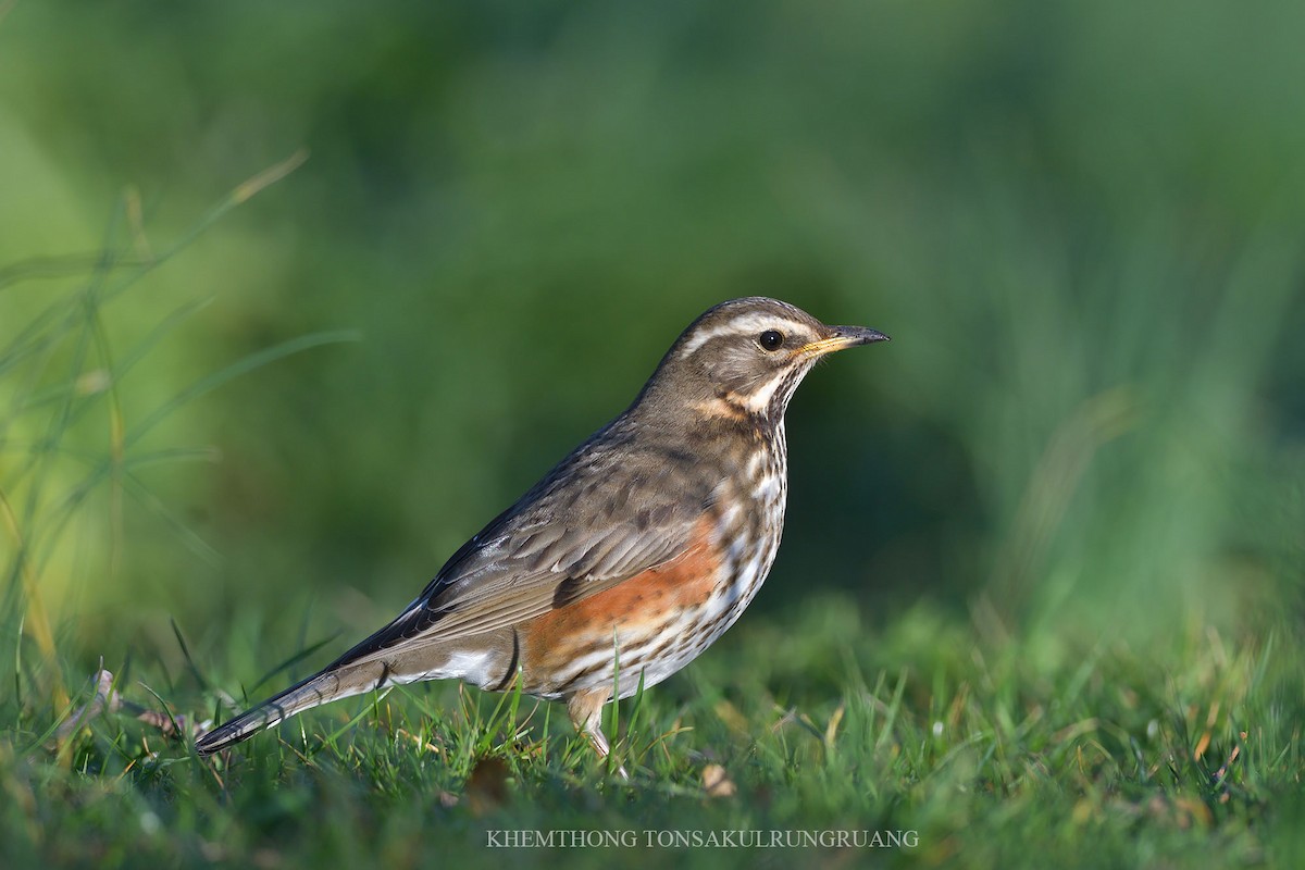 Redwing (Eurasian) - Khemthong Tonsakulrungruang