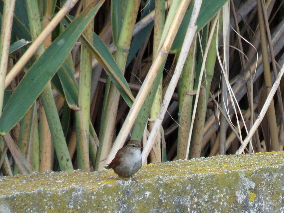 Cetti's Warbler - ML90082711