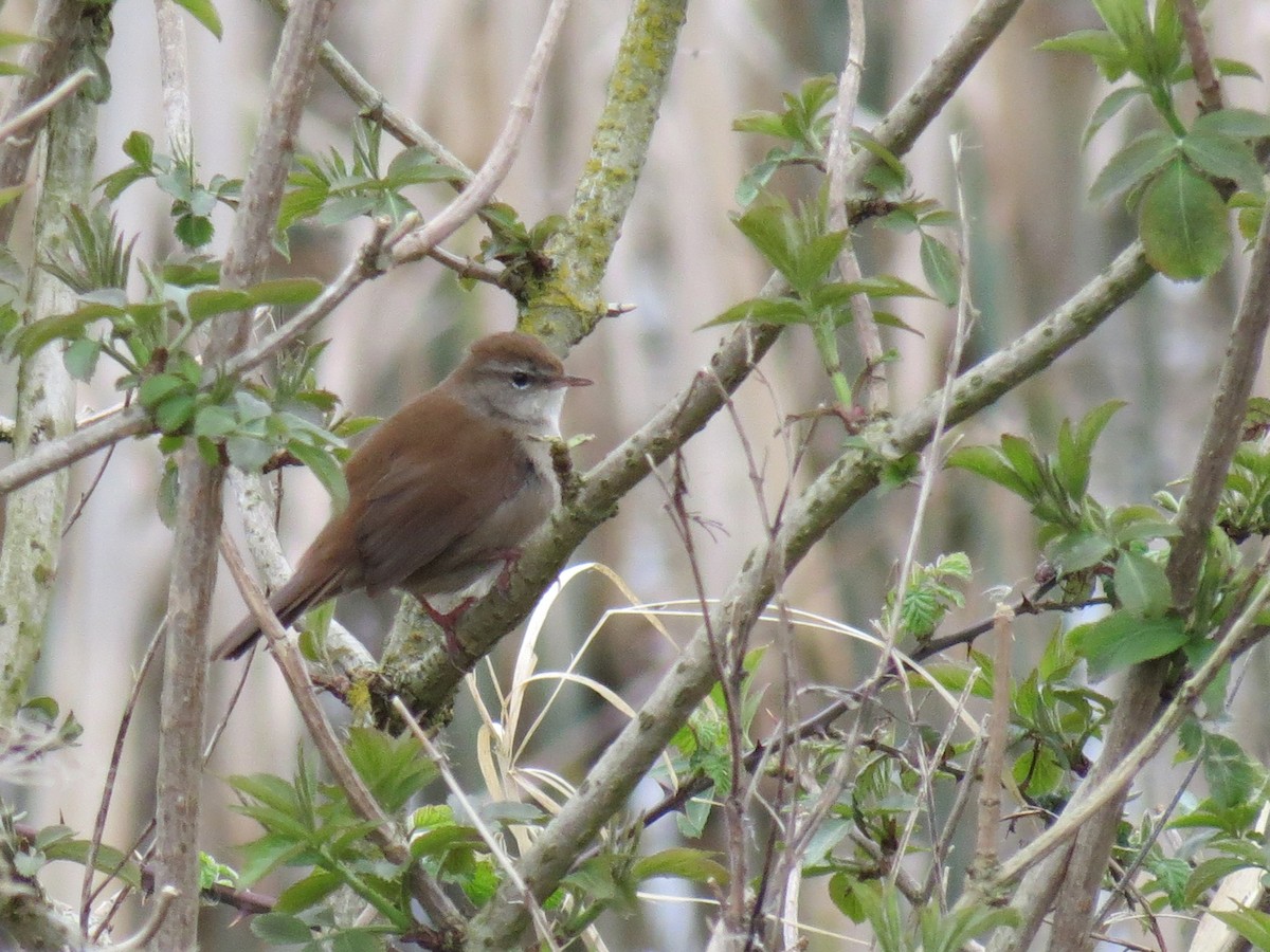 Cetti's Warbler - ML90082891