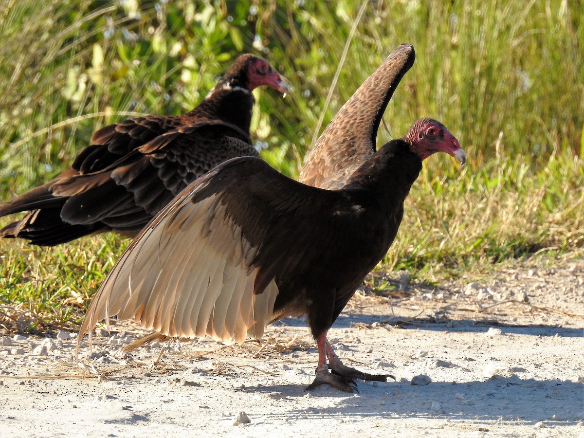 Turkey Vulture - ML90082941