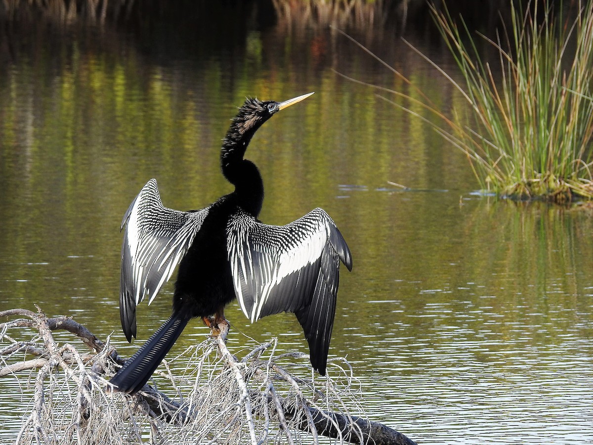 anhinga americká - ML90083961