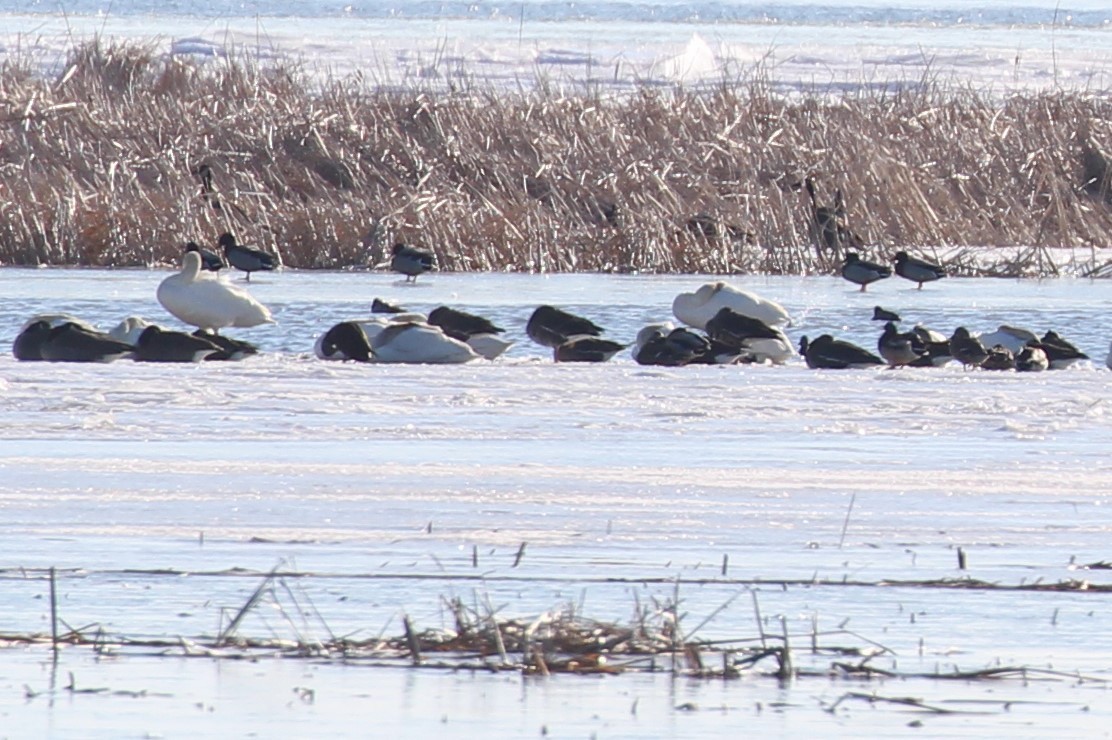 Greater White-fronted Goose - Al S