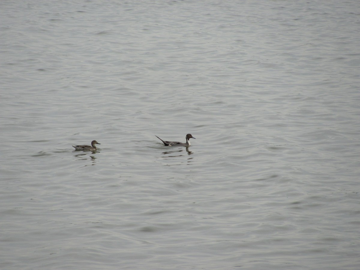 Northern Pintail - ML90084481