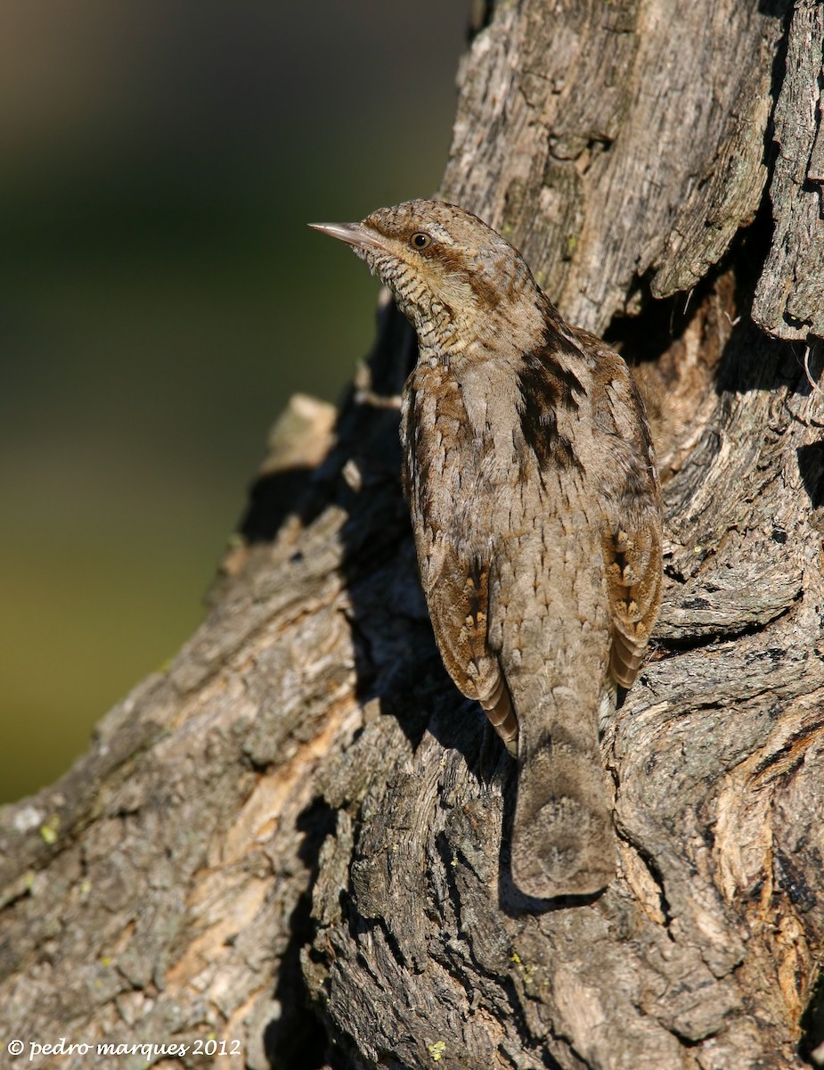 Eurasian Wryneck - ML90084661