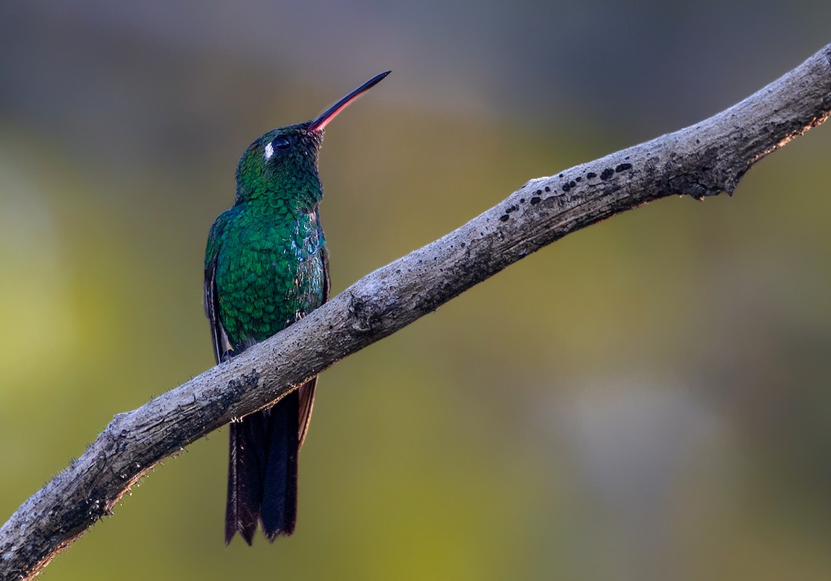 Cuban Emerald - Suzanne Labbé