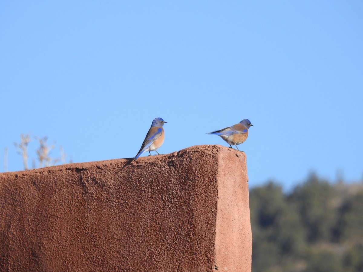 Western Bluebird - ML90086091