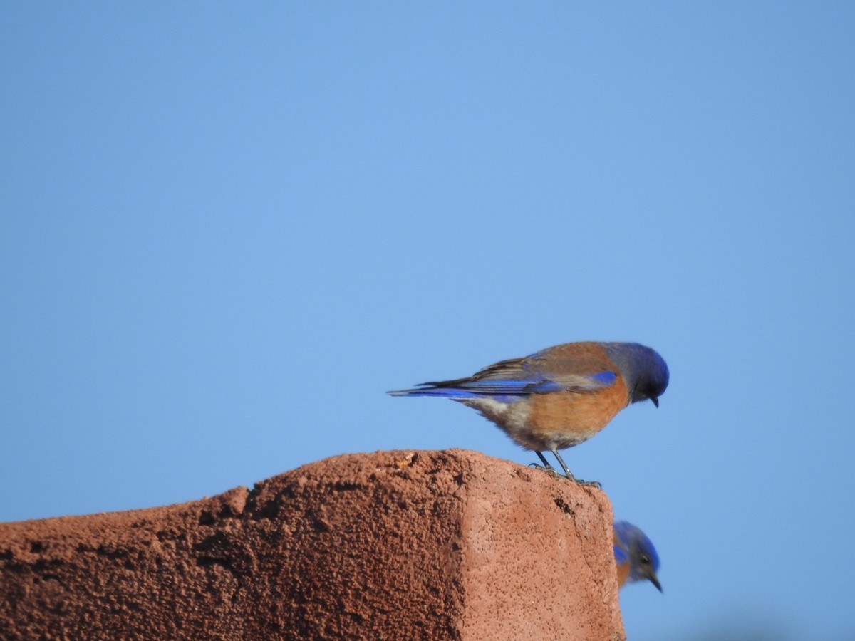 Western Bluebird - ML90086121
