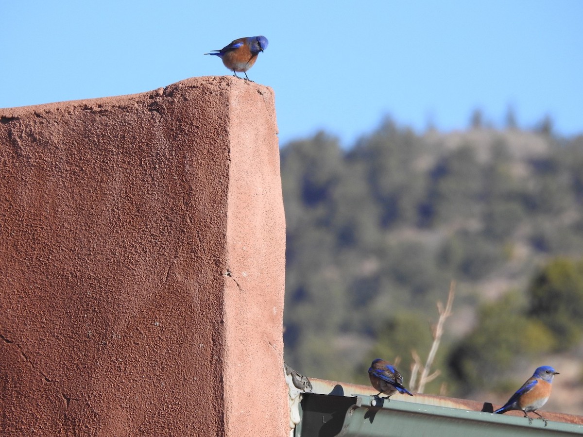 Western Bluebird - ML90086131