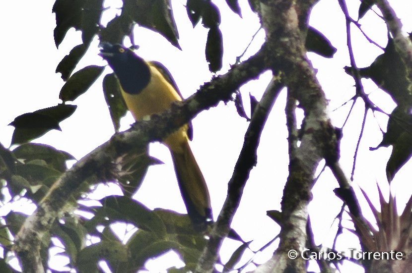 Green Jay - ML90087061