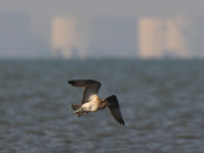 Whimbrel (Siberian) - ML90088691