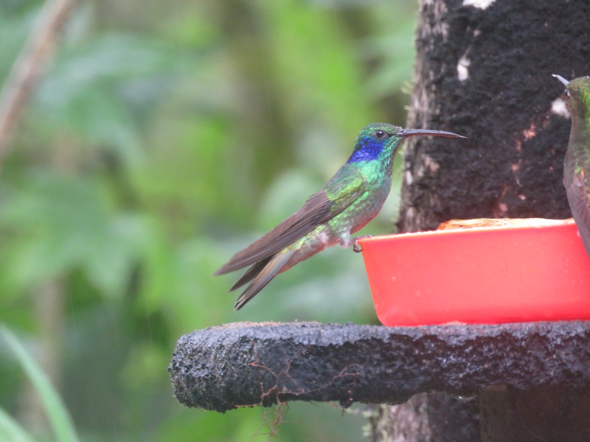 Sparkling Violetear - Diane Durham