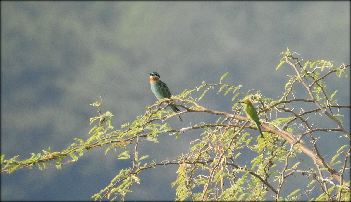 Blue-cheeked Bee-eater - ML90089061