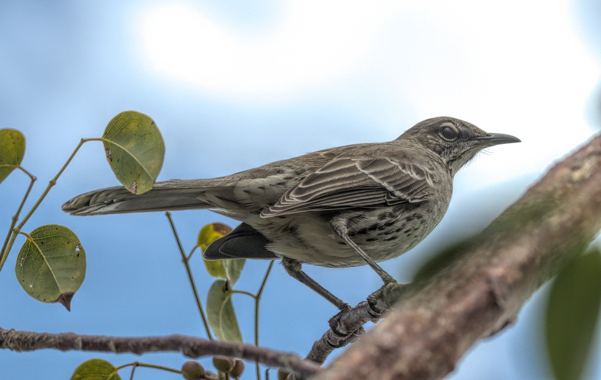 Bahama Mockingbird - ML90089081