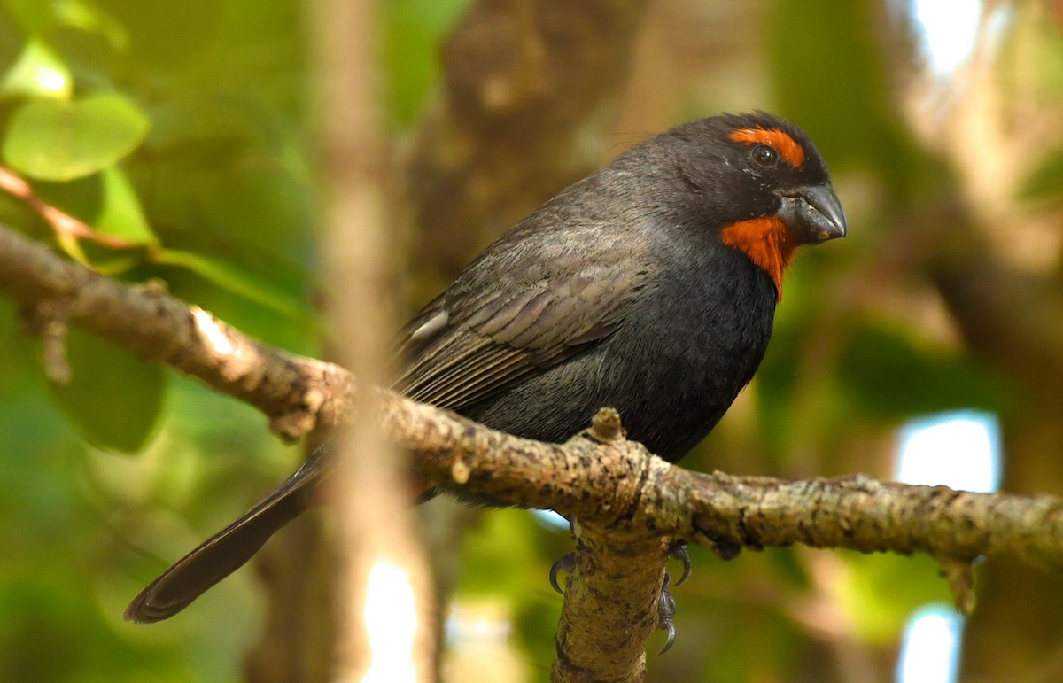 Greater Antillean Bullfinch - ML90089121