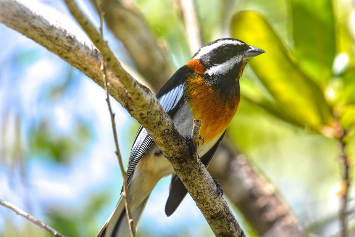 Western Spindalis (Bahamas Black-backed) - ML90089291