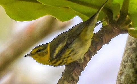 Cape May Warbler - ML90089571