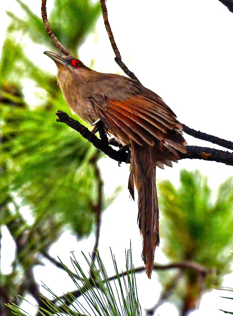 Great Lizard-Cuckoo - ML90089661