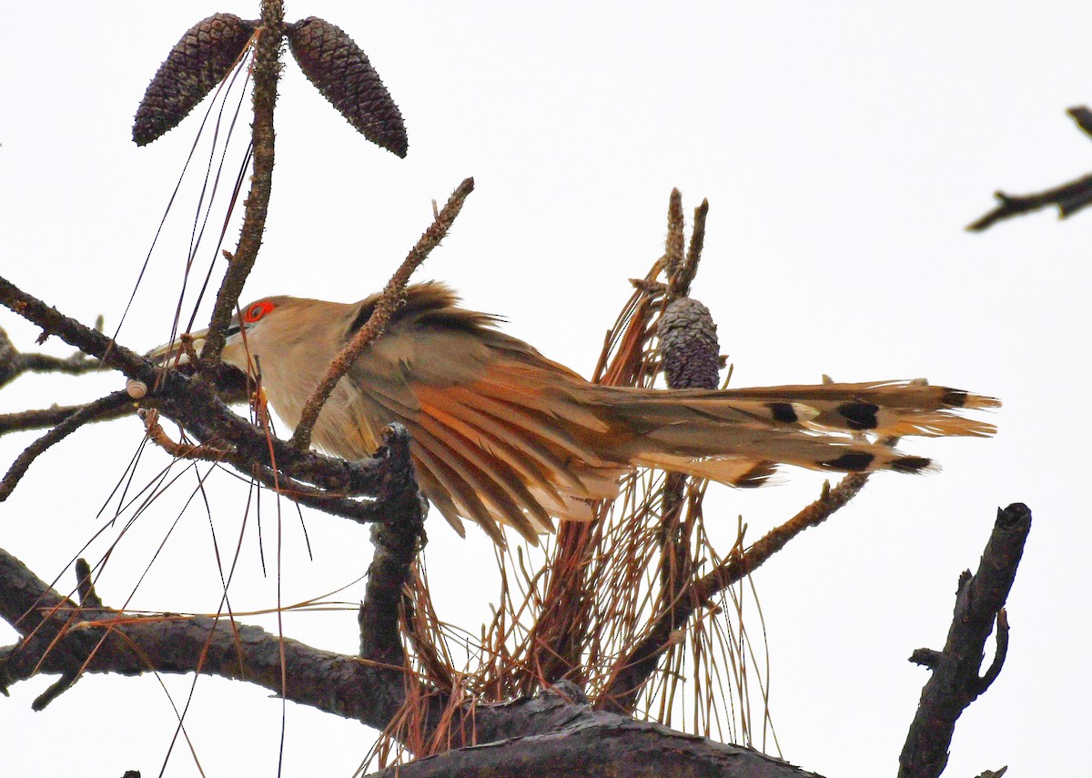 Great Lizard-Cuckoo - Duncan Mullis