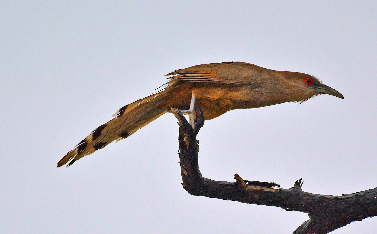 Great Lizard-Cuckoo - ML90089691