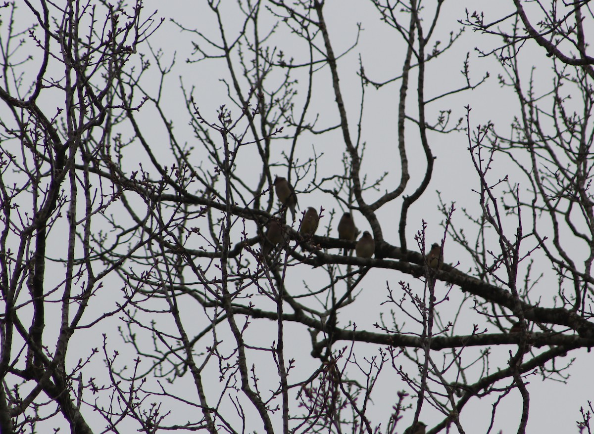 Cedar Waxwing - ML90089781