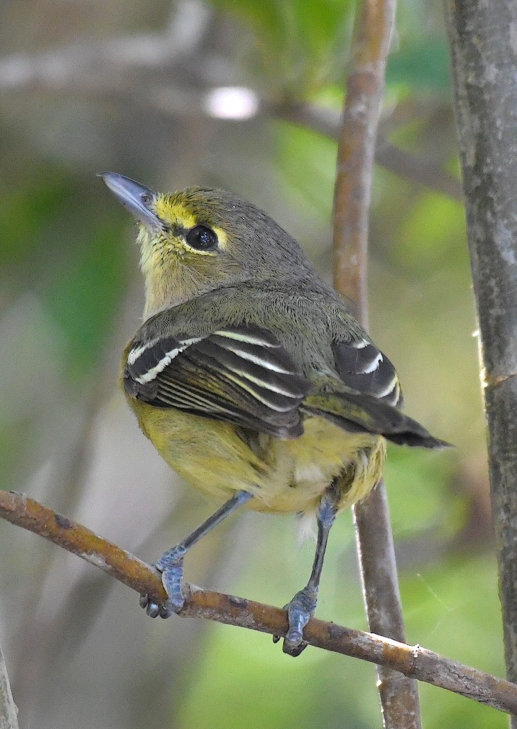 Thick-billed Vireo - Duncan Mullis