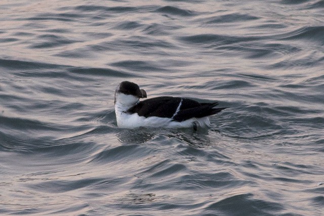 Razorbill - ML90090211