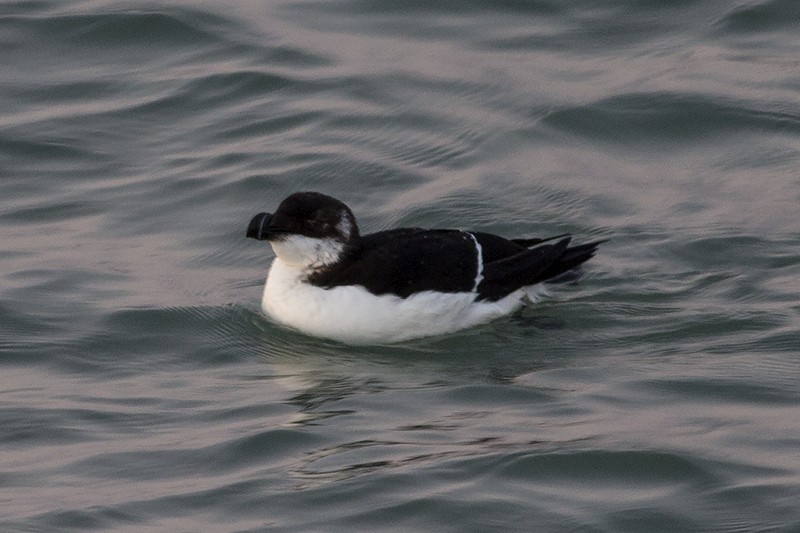 Razorbill - ML90090221