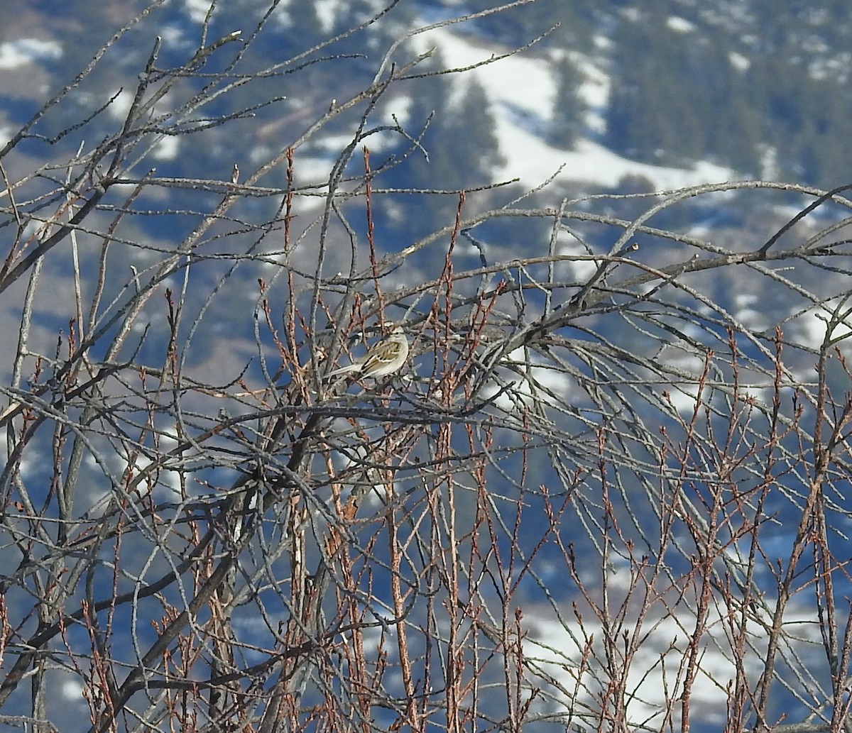 American Tree Sparrow - ML90090811