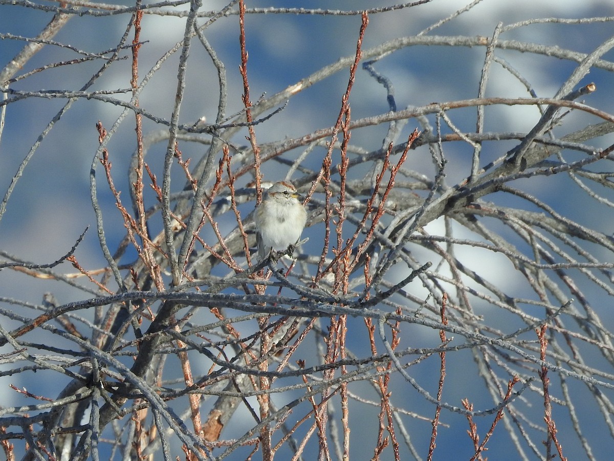 American Tree Sparrow - ML90090861