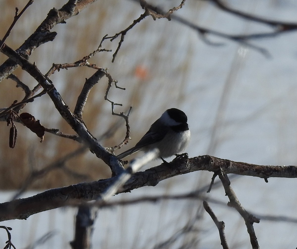 Black-capped Chickadee - ML90090901