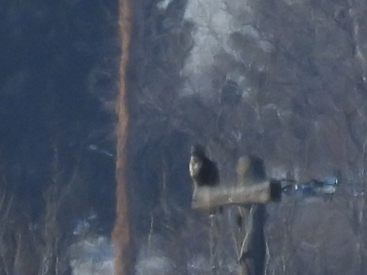 Buteo sp. - ML90090931