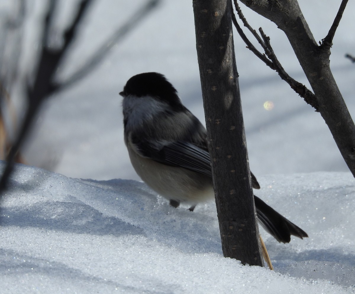 Black-capped Chickadee - ML90091071